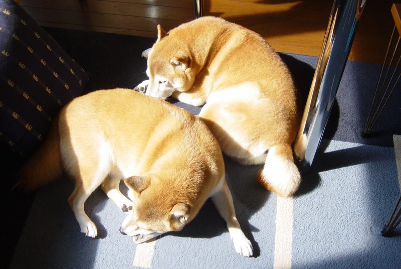 毛が逆立つ 柴犬の鬣 たてがみ Days With 2 Shibas