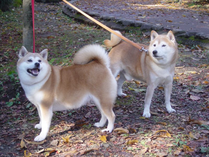 柴犬の毛色とマロ眉 Days With 2 Shibas