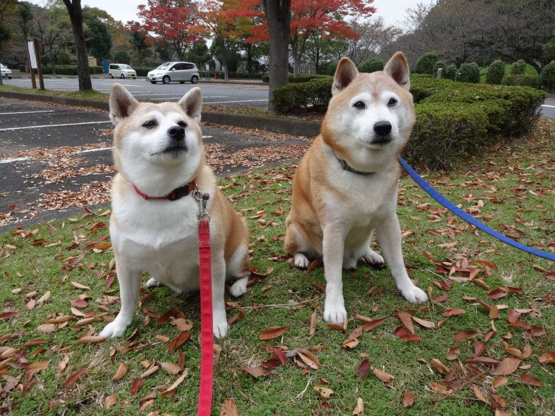 柴犬の歯 歯周病予防 Days With 2 Shibas