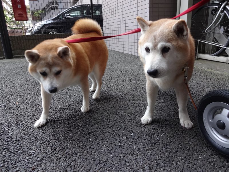 柴犬の年齢 年代ごとの表情 Days With 2 Shibas