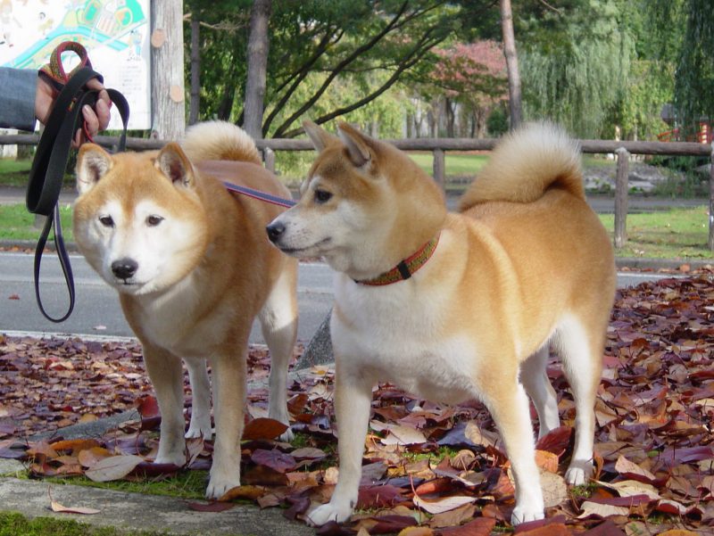 柴犬はあまり吠えないのか Days With 2 Shibas