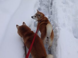 雪の中の柴犬風景