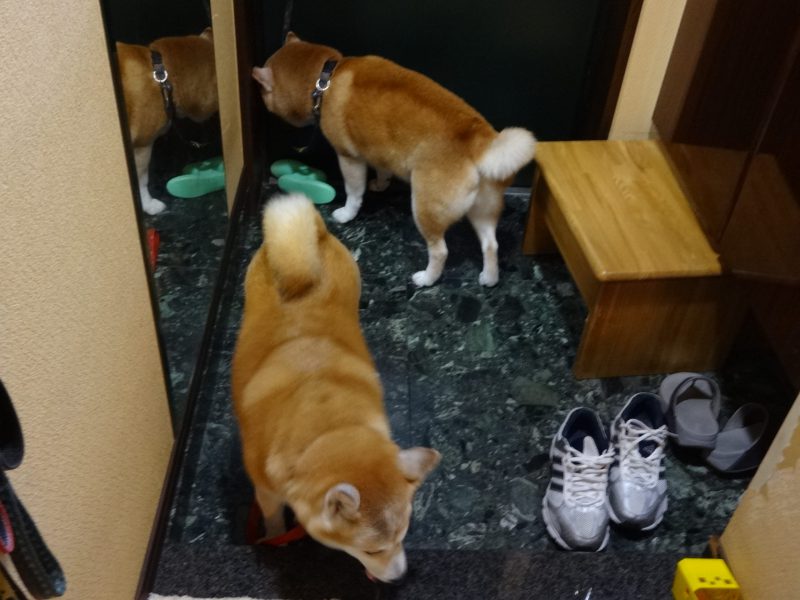 毛が逆立つ 柴犬の鬣 たてがみ Days With 2 Shibas