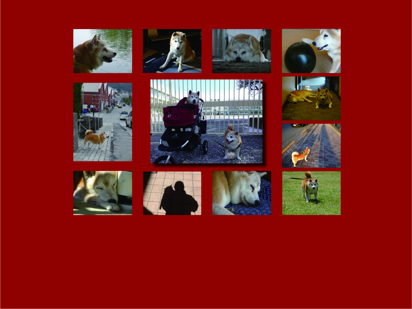 柴犬 鼓太郎と小夏の陽だまり2