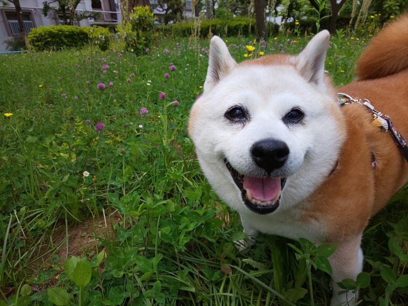 ハァハァと息遣いが荒い パンディング 柴犬 鼓太郎と小夏の陽だまり２