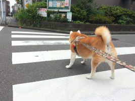 そろそろ、ヒマワリが成長する頃