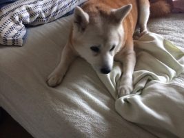 暑い時は、風の通りの良い場所を独占