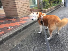 ライバル心をエンジンに歩く