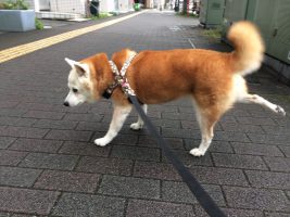 パテラのことを動画にしてみた 柴犬 鼓太郎と小夏の陽だまり２