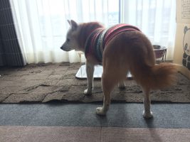 16才と4ケ月