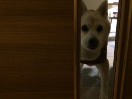 あたしの問題行動