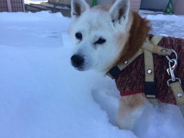 16才半の老柴犬、雪道を歩く