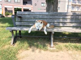公園のベンチでうたた寝してるお年寄りの気持ちがよく分かった